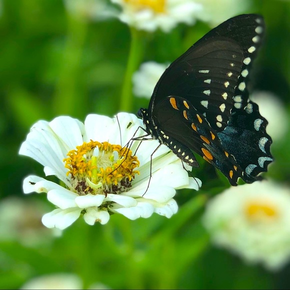 Meet your Posher, Teri - Picture 1 of 5